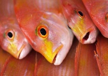 台湾红鲷鱼“空降”常州