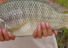 福寿鱼“鱼-菜”共生养殖技术