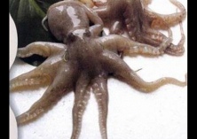 连续阴雨天气鱼池浮头的的预防及解救方法