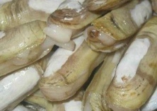 长街蛏子“烹饪”经济产业 长街蛏子“烹饪”经济产业