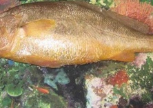 孕妇能吃鲷鱼吗