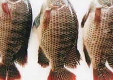 福寿鱼饲料营养的发展趋势（低蛋白高能）