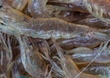 青虾放苗期间的重点工作