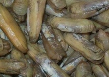 经期能吃蛏子吗