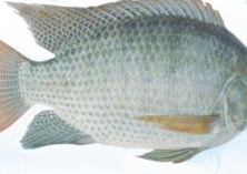 福寿鱼出口形势分析