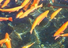 虹鳟鱼养殖的低温保藏技术