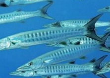 梭鱼养殖现状及存在问题、解决办法