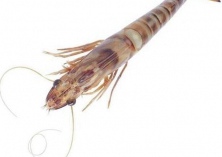 杨冯养（福寿鱼养殖不跟风）