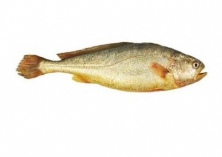 大黄鱼白点病特点及其治疗方法