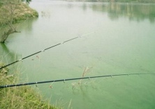 水库钓鲤鱼技巧