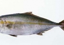 大西洋鳕鱼数量告急