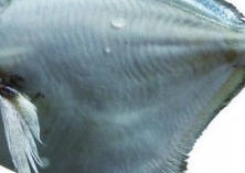 鲳鱼的药用价值