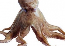 章鱼的特征有哪些（章鱼的介绍）