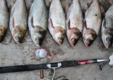 夏季黑猪子宫内膜炎怎样预防和治疗