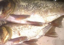 池塘养殖鳙鱼鱼种放养技术要求