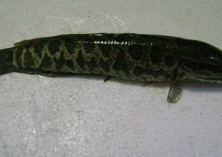 黑鱼的做法大全