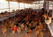 养鸡方法和技术