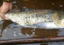 千岛湖每年投放800万尾有机鲢鳙鱼种