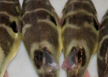 孕妇可以吃河豚吗