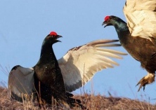 黑凤鸡可行性分析