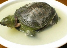 秋天滋补(吃甲鱼正当时)