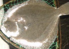 多宝鱼的经济价值
