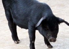 浅析养猪户选购饲料的误区