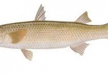 青岛梭鱼扎堆引发捕捞潮