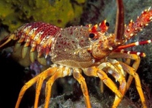 龙虾养殖加工研发中心落户南县