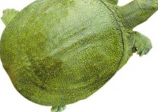 甲鱼白底板病防治方法