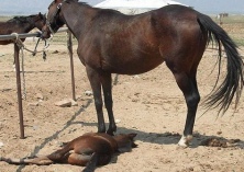 空怀母马的管理