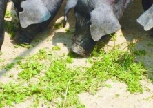 春季黑猪仔价格高涨（做好饲养最重要）