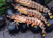 青岛基围虾大量上市价格走低