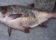 鳙鱼腐皮病的防治