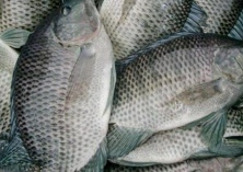 福寿鱼的种群控制