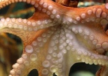 渔民在澳洲海域发现巨型红色章鱼