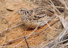 鹌鹑养殖的饲护管理