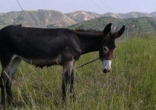 肉驴怎么养殖？