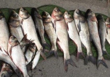 鲢鱼小瓜虫病防治技术