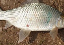 江苏宿迁引进鲮鱼试养成功