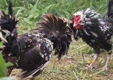 发展火鸡养殖业助增收