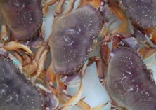 美国加州爆发“毒螃蟹”危机