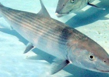 梭鱼鱼苗运输与培育