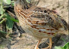 如何防治鹌鹑双球菌病