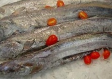 家庭饲养热带鱼常见病之烂鳍病防治技术