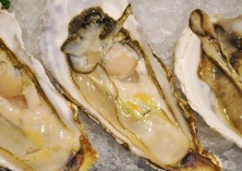 牡蛎病害的诊断防治方法4