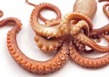 章鱼养殖水霉病的防治