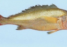 黄鱼什么时候产卵