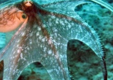 “章鱼帝”坐贝壳远游