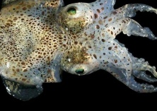 章鱼艾美虫病的防治